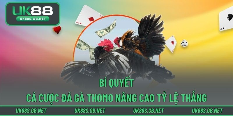 Bí quyết cá cược đá gà Thomo nâng cao tỷ lệ thắng
