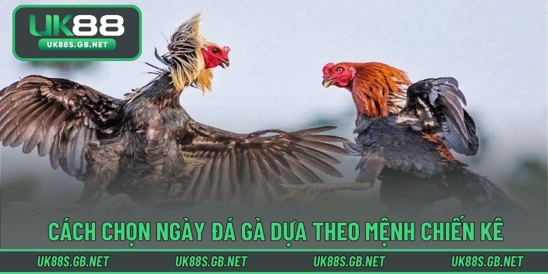 Cách chọn ngày đá gà dựa theo mệnh chiến kê