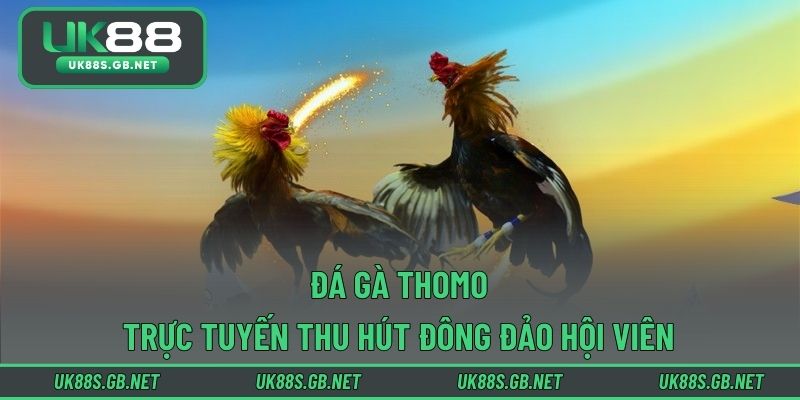 Đá gà Thomo trực tuyến thu hút đông đảo hội viên
