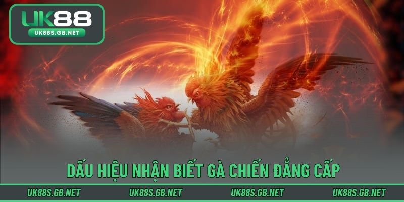 Dấu hiệu nhận biết gà chiến đẳng cấp