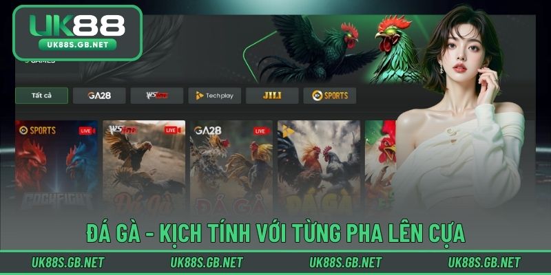 Đá gà trực tiếp kịch tính trong từng cú