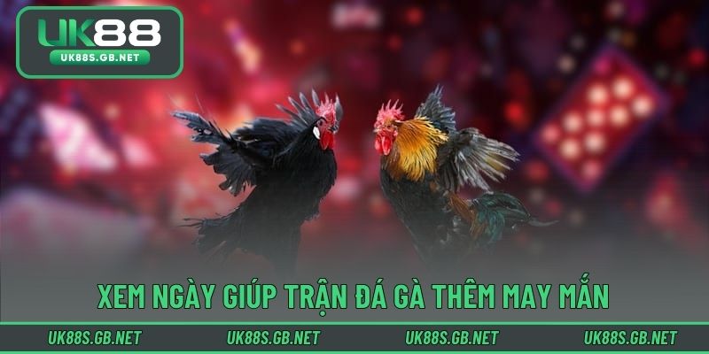 Xem ngày giúp trận đá gà thêm may mắn